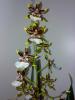 Oncidium