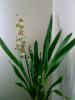 Oncidium