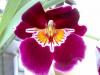 Miltonia