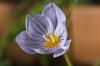 çiğdem çiçeği - Crocus Pulchellus