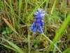 Arap Smbl - Muscari Armeniacum