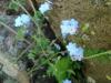 Unutmabeni iei Myosotis Decumbens