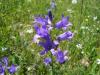 an iei Campanula Latifolia