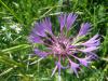 Peygamber iei Centaurea