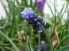 Smbl Muscari