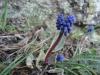 Yapk ikiz smbller, Muscari