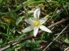 Romulea Columnae