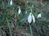 Istanbul Kardeleni - Galanthus Plicatus Ssp. Byzantinus