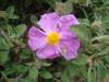 Laden Cistus Creticus