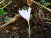 idem - Colchicum