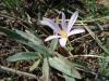 idem - Colchicum michranthum