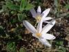 idem - Colchicum michranthum