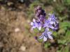 Gz Maviyldz - Scilla Autumnalis