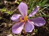 Safran idemi-crocus Sativus