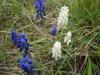 Smbl Muscari