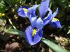 Nevruz iei ris Reticulata