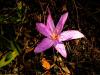 Calchicum Chalcadon - Kadky idemi