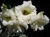 Lisianthus