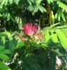 Albizia Julibrissin