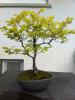 Bonsai Japon Kayın Ağacı-bonsai Fagus Sylvatica