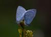 Kutsal Mavi ( Celastrina Argiolus )