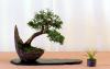 bonsai