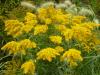 Solidago Canadensis (kanada Altinbasak Otu)