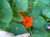 Tropaeolum Majus, Capucine, Nasturtium (frenkteresi, Latin Cicegi)