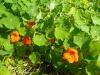 Tropaeolum Majus, Capucine, Nasturtium (frenkteresi, Latin Cicegi)