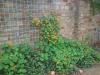 Tropaeolum Majus, Capucine, Nasturtium (frenkteresi, Latin Cicegi)