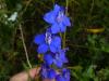 Delphinium (hazeran Cicegi)