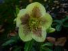 Helleborus (noel Gulu)