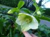 Helleborus (noel Gulu)