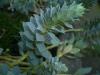 Euphorbia Myrsinites (sukulent)