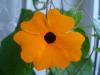 Thunbergia Alata ( Kara Gozlu Suzan Sarmasigi )