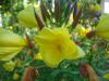 Oenothera Biennis