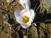 Crocus Sativus