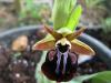 Ophrys Hystera
