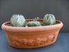 Astrophytum