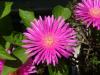 Lampranthus Roseus