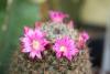 Mammillaria