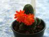 Rebutia