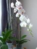 Sapı Eğilmiş Phalaenopsis