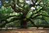 Melek Mee(angel Oak)