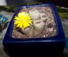 Lithops