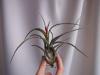 Tillandsia caput-medusae