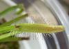 Drosera Capensis