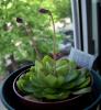 Pinguicula Wesser