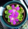 Pinguicula Wesser