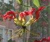 Gloriosa Superba